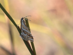 Anydraula glycerialis