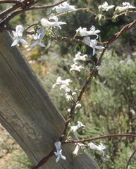 Cyphia digitata digitata