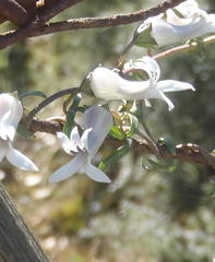 Cyphia digitata digitata