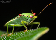 Brontocoris nigrolimbatus