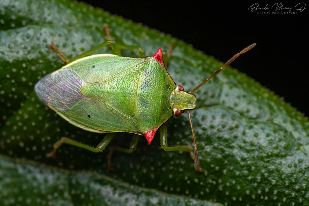 Brontocoris nigrolimbatus