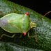 Brontocoris nigrolimbatus - Photo (c) Eduardo Muñoz Orellana, some rights reserved (CC BY-NC), uploaded by Eduardo Muñoz Orellana