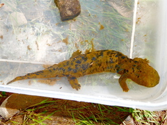 Hellbender photo 4