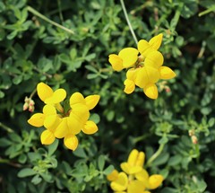 Lotus corniculatus