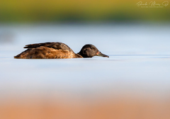 Black-Headed Duck photo 3