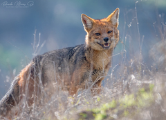 Lycalopex culpaeus culpaeus