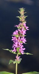 Lythrum salicaria