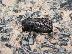 Gagatophorus