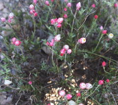 Achyranthemum affine