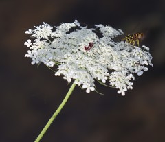 Daucus carota