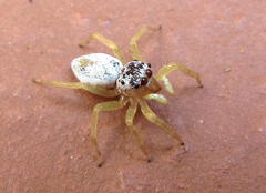 Phintella lajuma