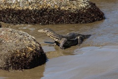Varanus salvator macromaculatus