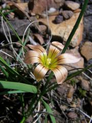 Romulea hirsuta cuprea