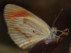 Colotis euippe omphale