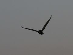 Asio capensis capensis