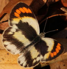 Colotis euippe omphale