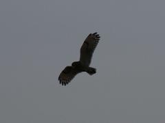 Asio capensis capensis