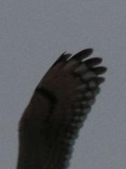 Asio capensis capensis