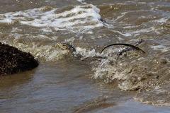 Varanus salvator macromaculatus