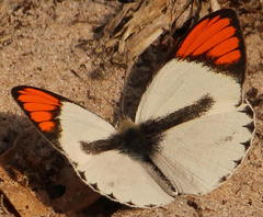 Colotis euippe omphale
