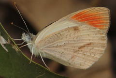 Colotis euippe omphale