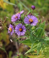 Symphyotrichum novae-angliae