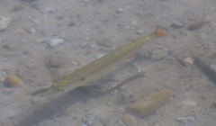 Acestrorhynchus pantaneiro