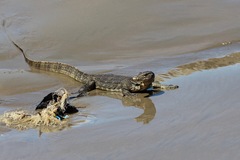 Varanus salvator macromaculatus