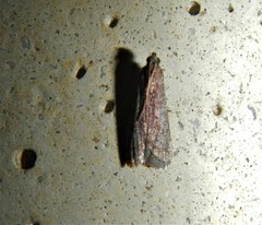 Ephestia woodiella