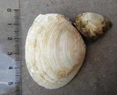 Serratina capsoides