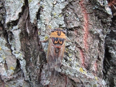 Megatibicen pronotalis