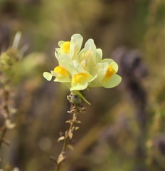 Linaria vulgaris