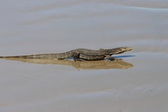 Varanus salvator macromaculatus