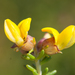 Fleshy Capegorse - Photo (c) Peter Swart, some rights reserved (CC BY-NC), uploaded by Peter Swart