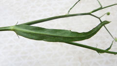 Lactuca inermis