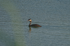 Podiceps cristatus