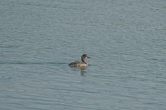 Podiceps nigricollis