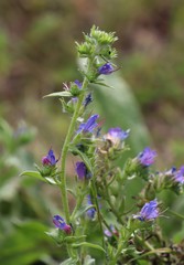 Echium vulgare