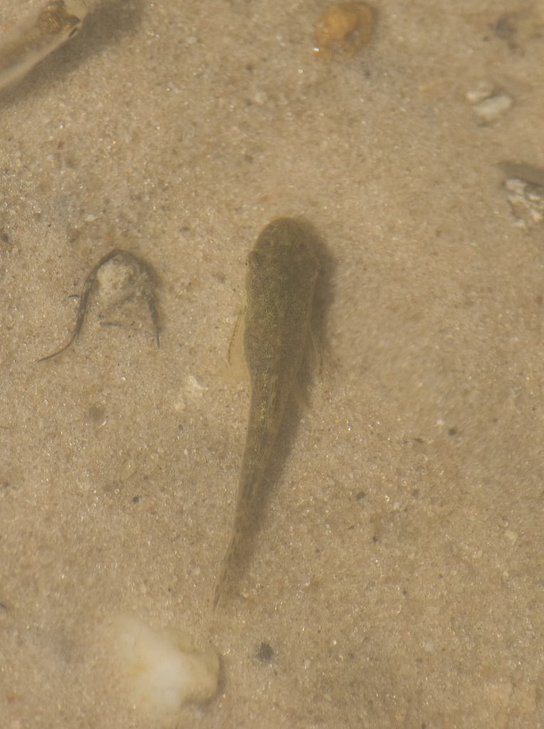 Arnold's sucker catfish