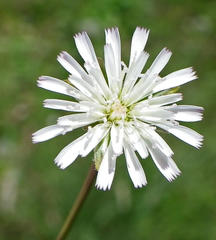 Lactuca inermis