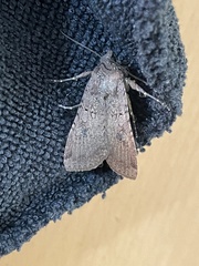 Peridroma