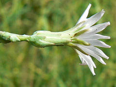Lactuca inermis