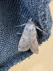 Peridroma