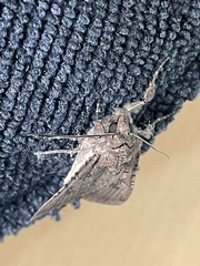 Peridroma