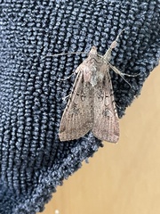 Peridroma