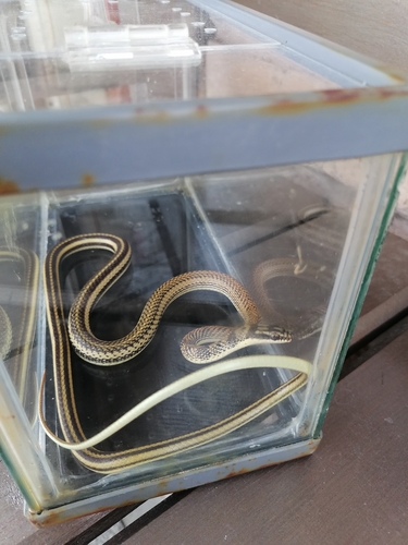 Mexican Patchnose Snake