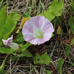Calystegia sepium