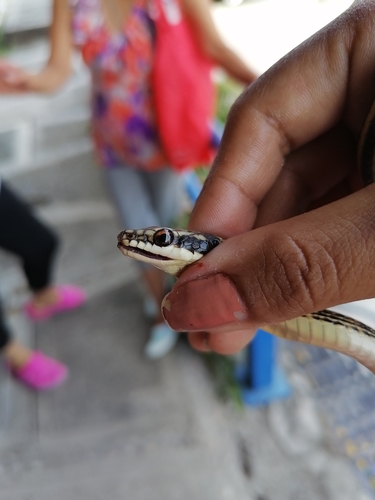 Mexican Patchnose Snake