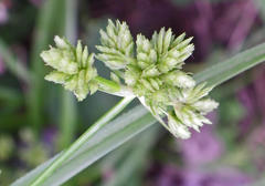 Cyperus pulcher