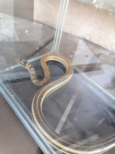 Mexican Patchnose Snake